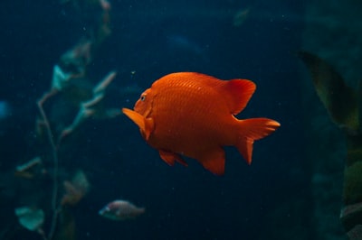 在植物附近游动的橙色鱼